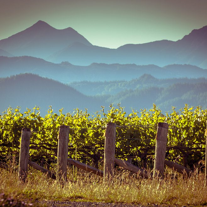 vineyards